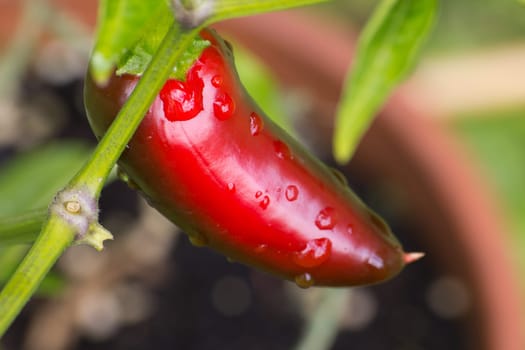 Chili Jalapeno