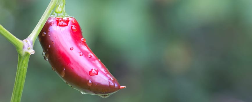 Chili Jalapeno