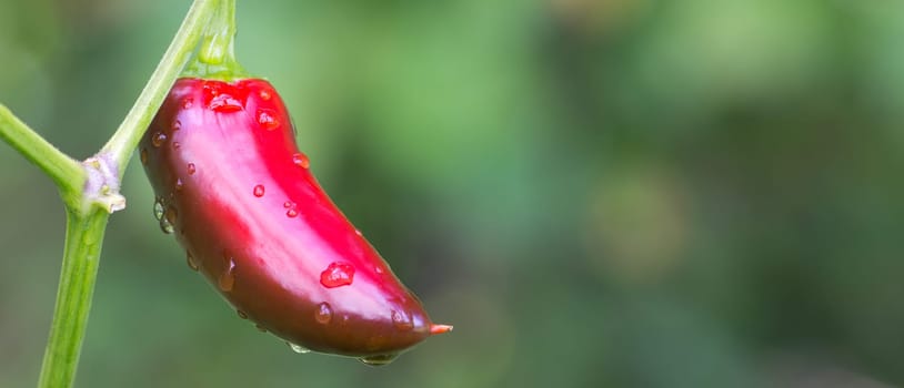 Chili Jalapeno