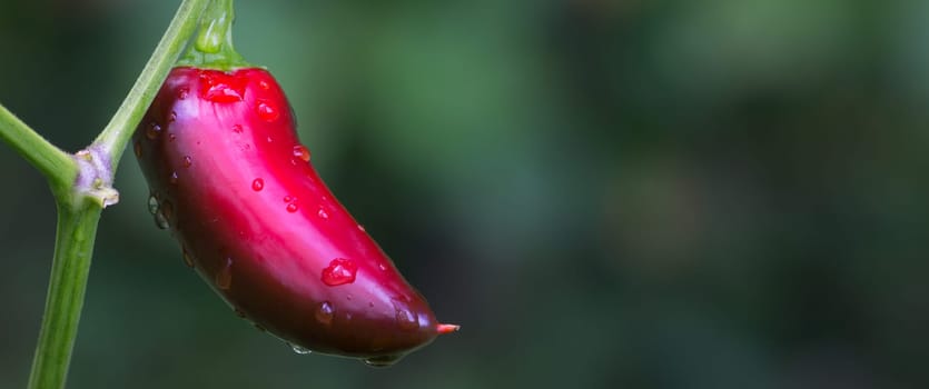Chili Jalapeno