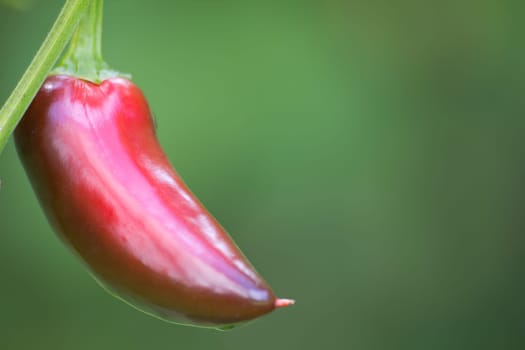 Chili Jalapeno
