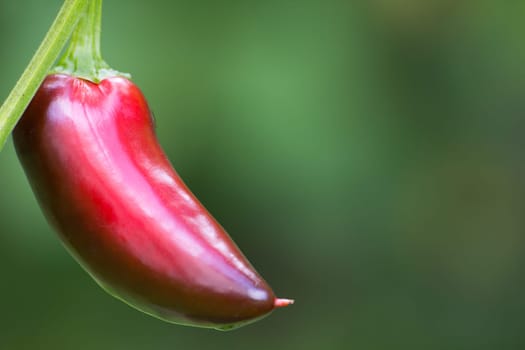 Chili Jalapeno
