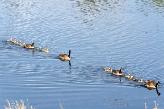 two families of geese with chicks in a row on a lake in Bryce Canyon National Park in America