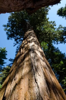 sequoia in Sequoia National Park in California in America
