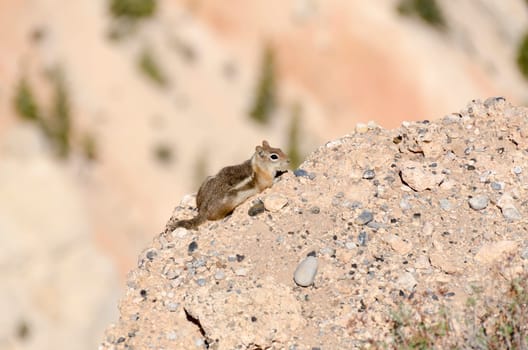 squirrel in Bryce Canyon National Park in Utah in the United States of America