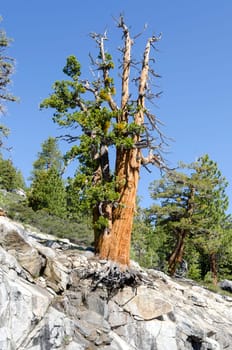 tree grew on the rocks in Yosemite National Park in America