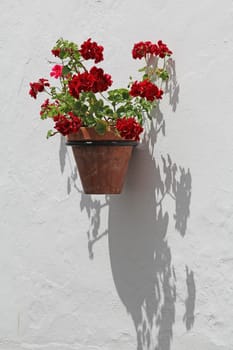 Flower pot on the house wall