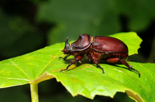 Rhinoceros beetles in summer