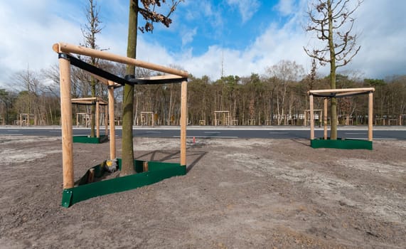 newly planted young trees supported by poles