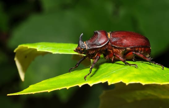 The rhinoceros beetle