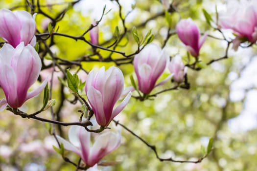 The magnolia is blooming