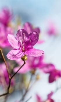 Blossoms Closeup - Purple 4