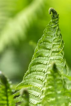 Green fern in the forest