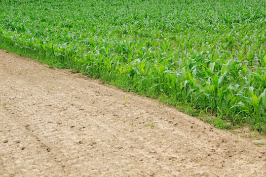 Corn field divided