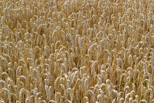 Background - The Golden Cornfield