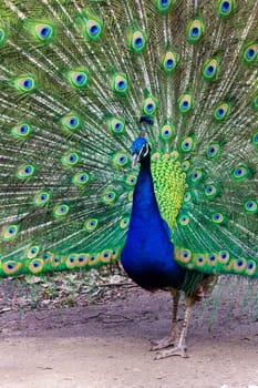 The proud peacock