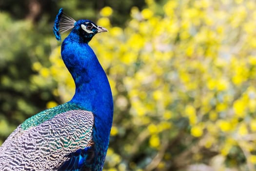 The Proud Peacock - Side View
