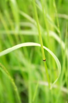Green is growing 3 - Background