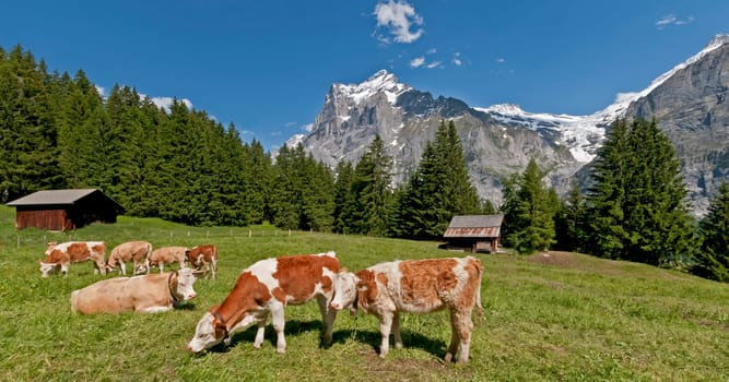 Mountain cows off Wetterhorn