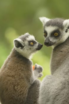 A pair of lemur ( Ring-tailed lemurs ) with food. Vertically.