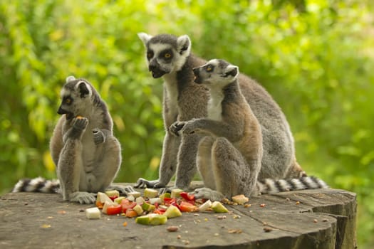 Group tailed lemur (Ring-tailed lemurs ) with food. Horizontally.