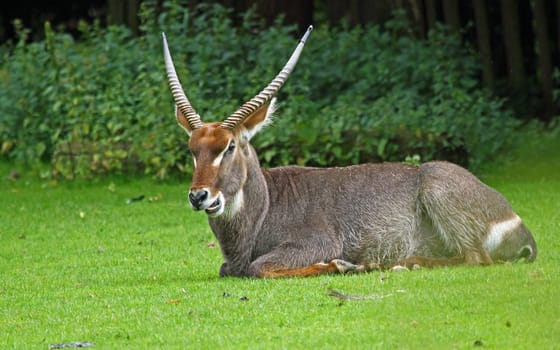 Waterbuck