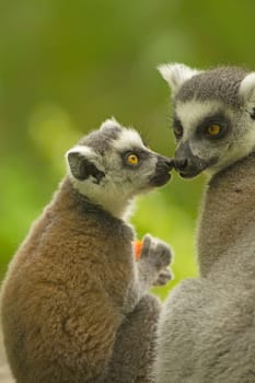 A pair of lemur ( Ring-tailed lemurs ) with food. Vertically.
