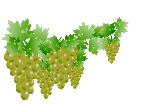 white grape