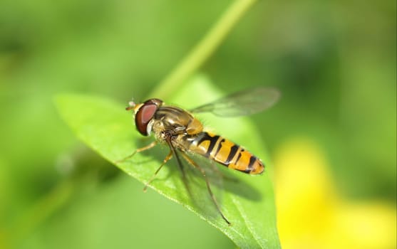 Hoverfly