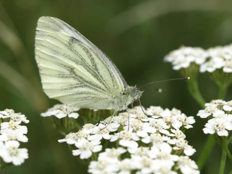 Cabbage white
