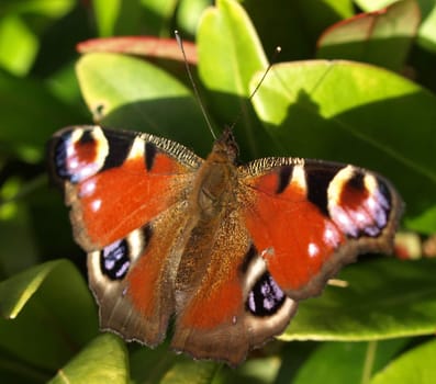Peacock