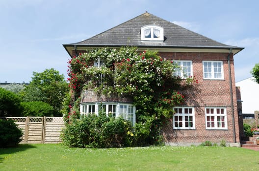 Roses on a house