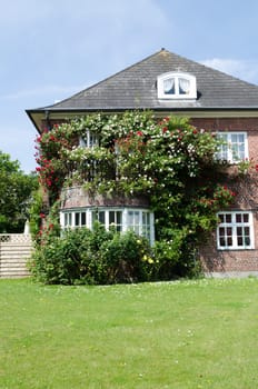 Roses on a house