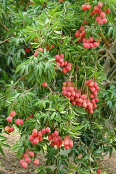 lychee on tree