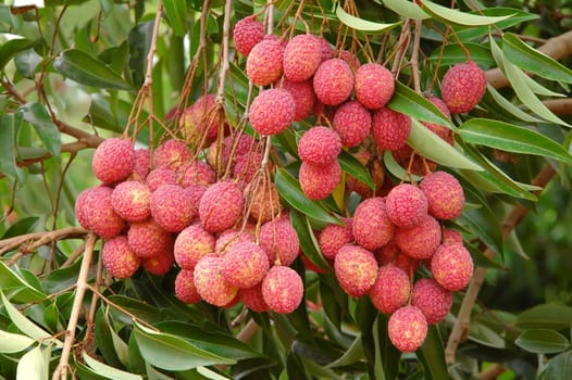 lychee on tree