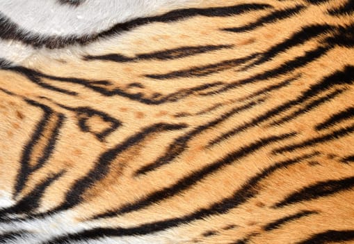 texture of real tiger skin