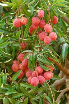 lychee on tree