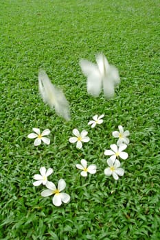 plumeria on green grass