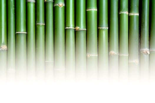 bamboo