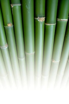 bamboo