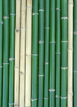 bamboo