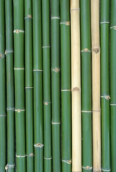 bamboo