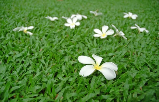 plumeria on green grass