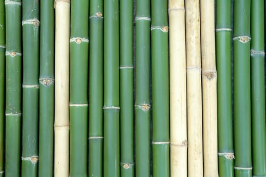 bamboo