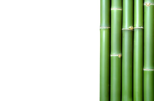 bamboo
