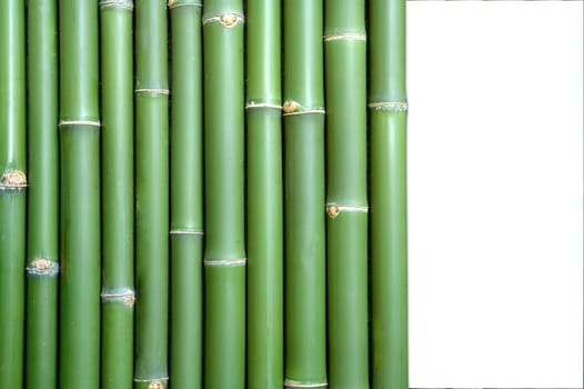 bamboo