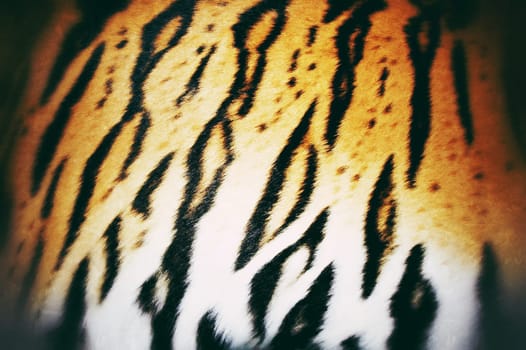 texture of real tiger skin