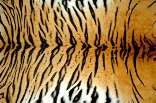 texture of real tiger skin