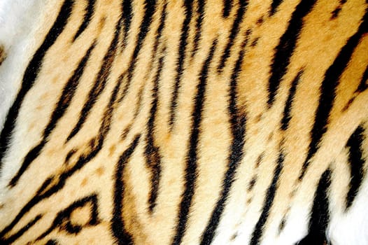 texture of real tiger skin