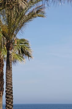 Palm tree by the sea